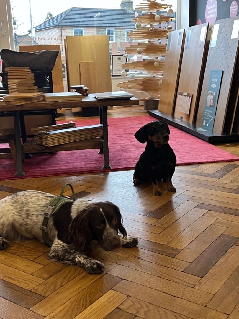 Two dogs relaxing on a herringbone wood floor inside the Art of Flooring Cambridge showroom surrounded by hardwood flooring displays.