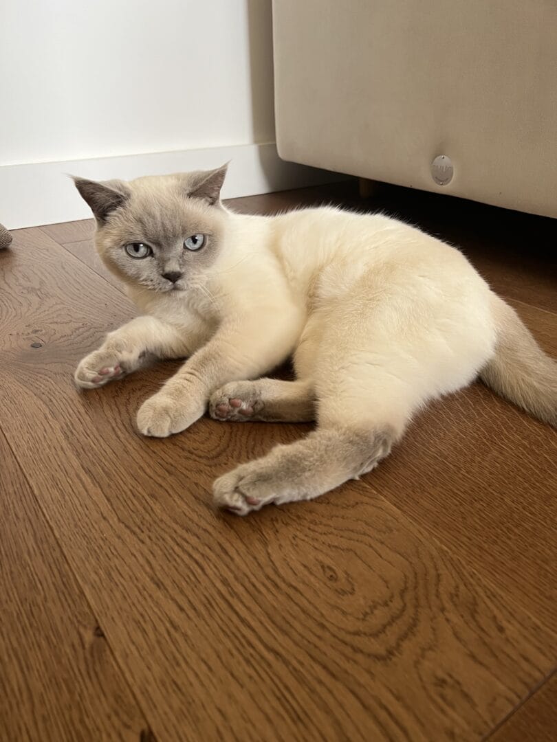 Cat resting on walnut engineered flooring in a Cambridge home
