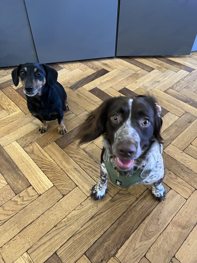 Two dogs sitting on restored oak herringbone flooring in a Cambridge kitchen.